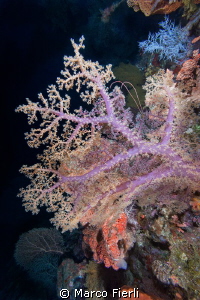 Habitat, life at 65m by Marco Fierli 